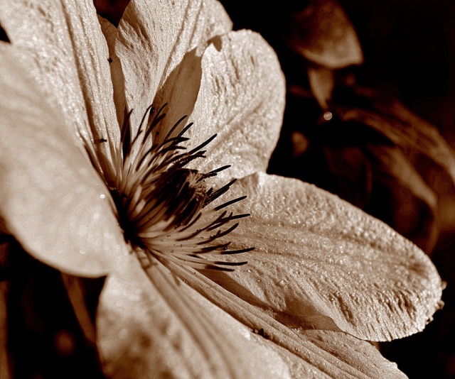 Clematis (by Michelle Potter)